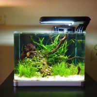 Lámpara con una lámpara de bajo consumo sobre la superficie del agua.