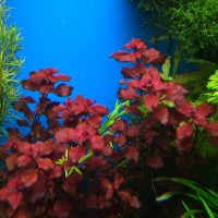 Hojas de bardo de plantas submarinas