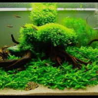 Decoración del acuario con enganches del bosque.