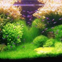 Peces pequeños entre plantas acuáticas.