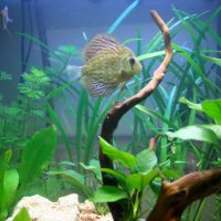 Peces de acuario entre algas verdes