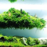 Isla flotante de musgo verde