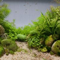 Imitación de algas de la selva