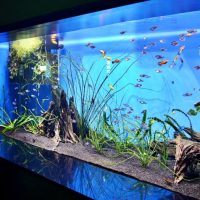 Acuario casero con agua limpia.