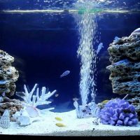 Burbujas de aire del filtro del acuario
