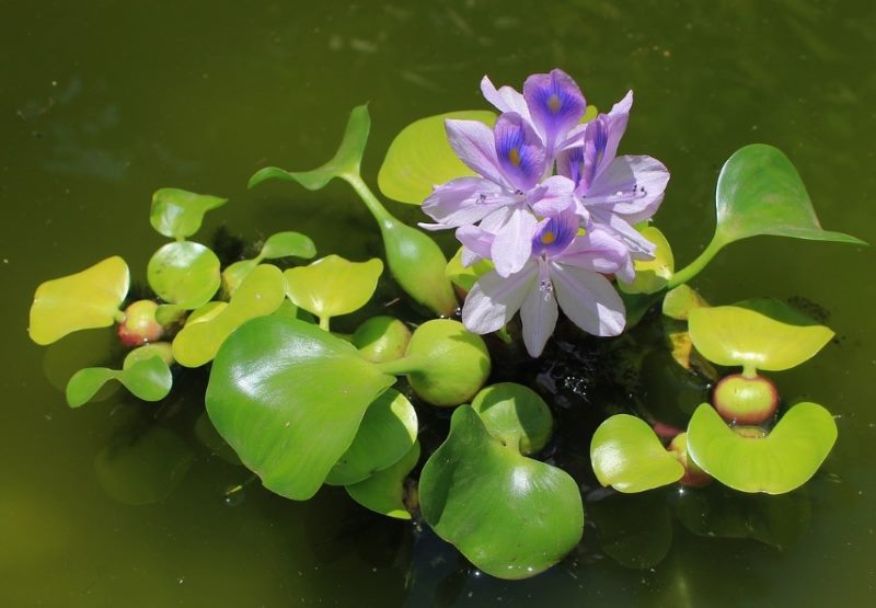 Jacinto de agua Eichornia con flores lilas