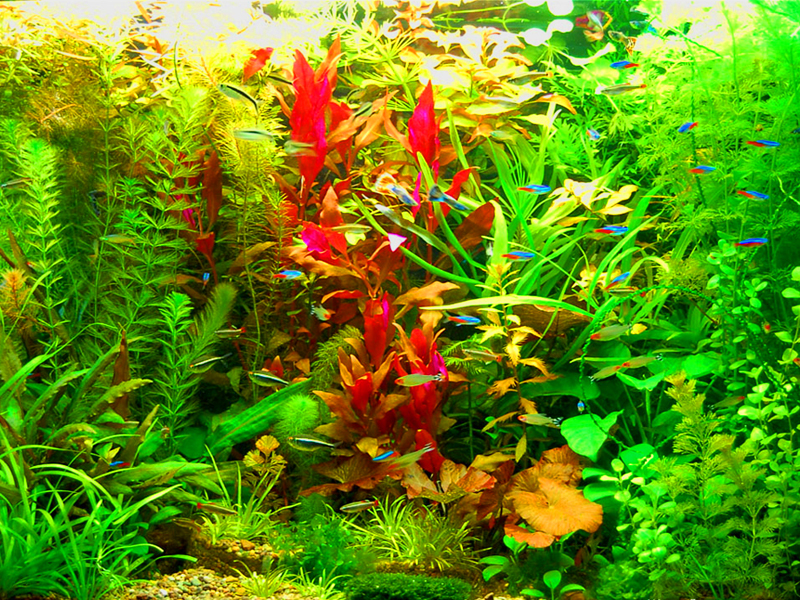 La abundancia de vegetación en el acuario de estilo holandés.