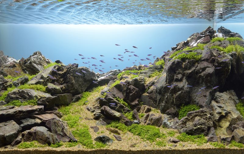 Decoración realista del acuario con piedra natural.