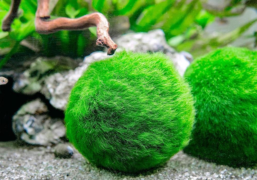 Bolas de algas verdes en el fondo del acuario