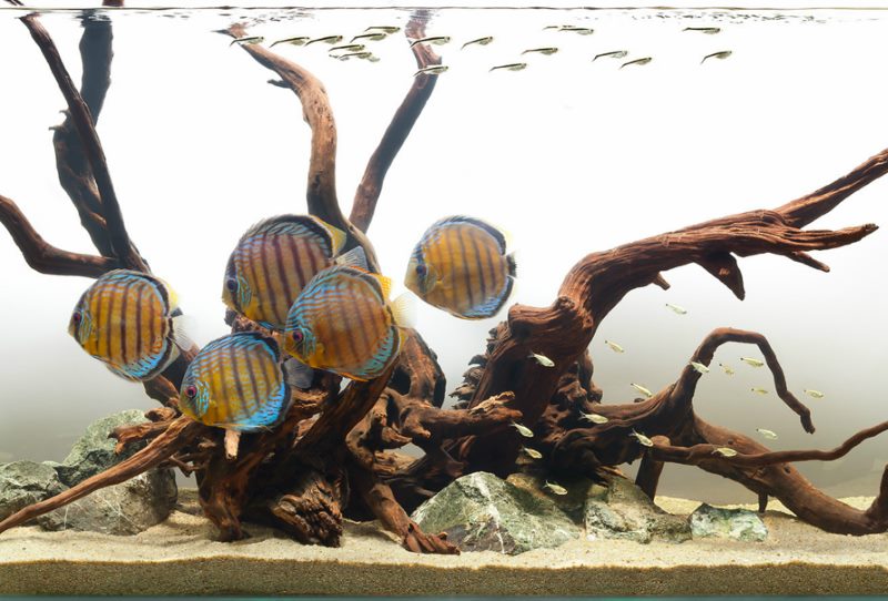 Pez rayado en un acuario fluvial