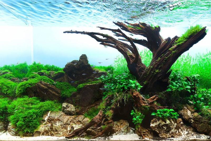 Las raíces del árbol dentro del acuario.