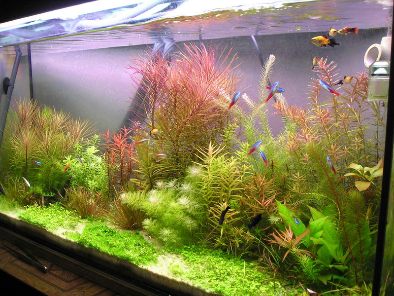 Coloridas plantas acuáticas en un acuario casero