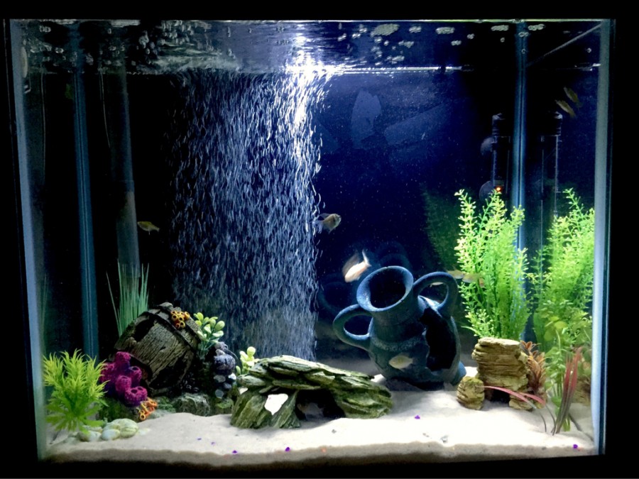 Jarra de arcilla en el fondo del acuario