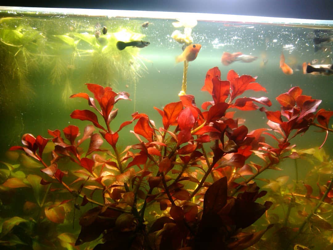Hojas rojizas del pantano Ludwigia
