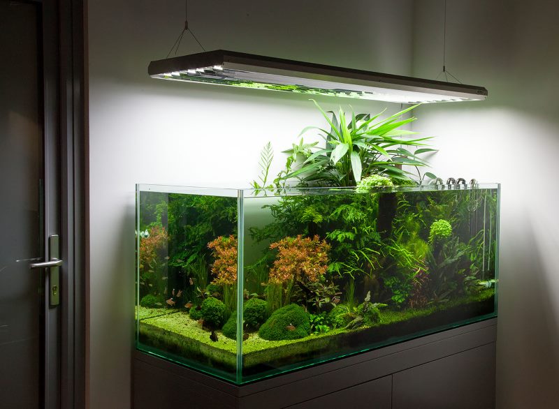 Retroiluminación LED sobre un acuario rectangular
