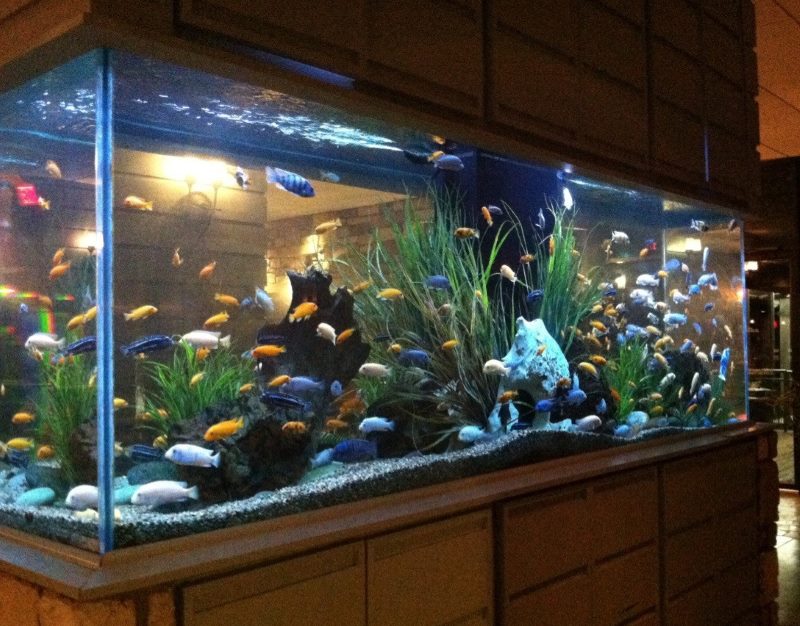 Acuario con fondo rectangular en la sala de estar