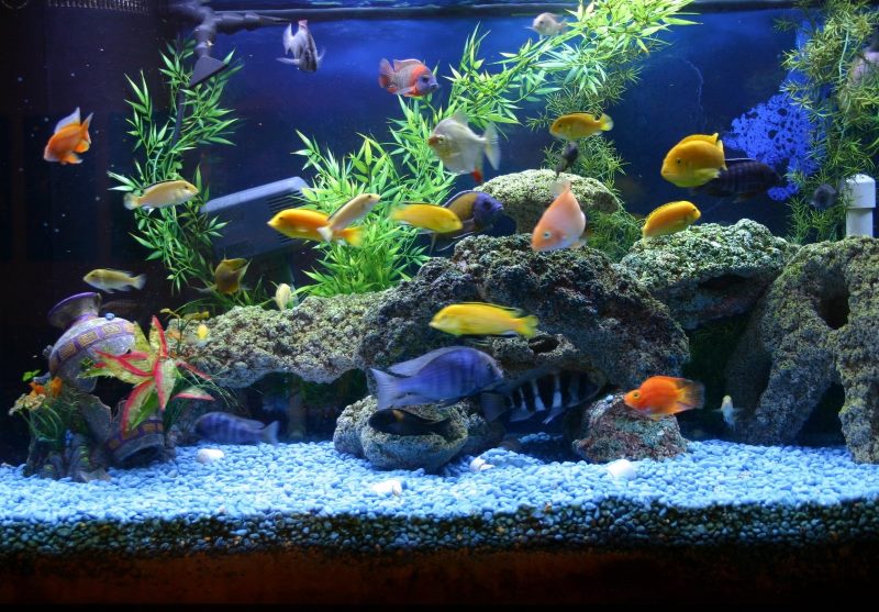Peces vivos en un acuario casero.