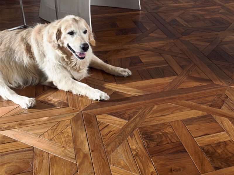 Chien sur le parquet fait de boucliers modulaires