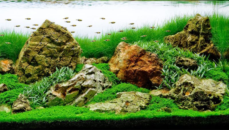 Piedras de varias formas en el fondo del acuario.