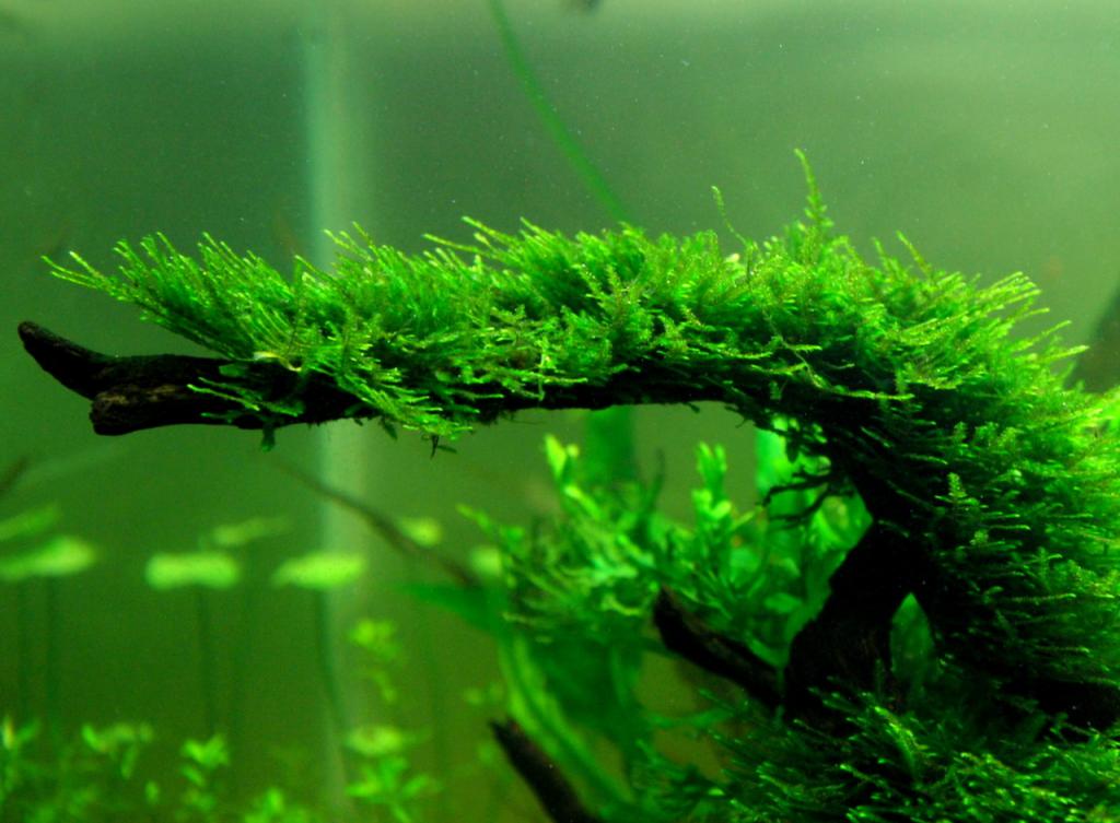 Driftwood en un acuario de musgo de Java