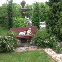 Deux chats sur un banc en bois