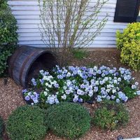 Un lit de fleurs d'un vieux tonneau devant le sous-sol d'une maison