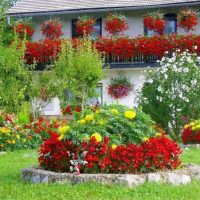 Beau parterre de fleurs rouges