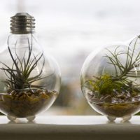 Plantes d'intérieur dans une vieille ampoule