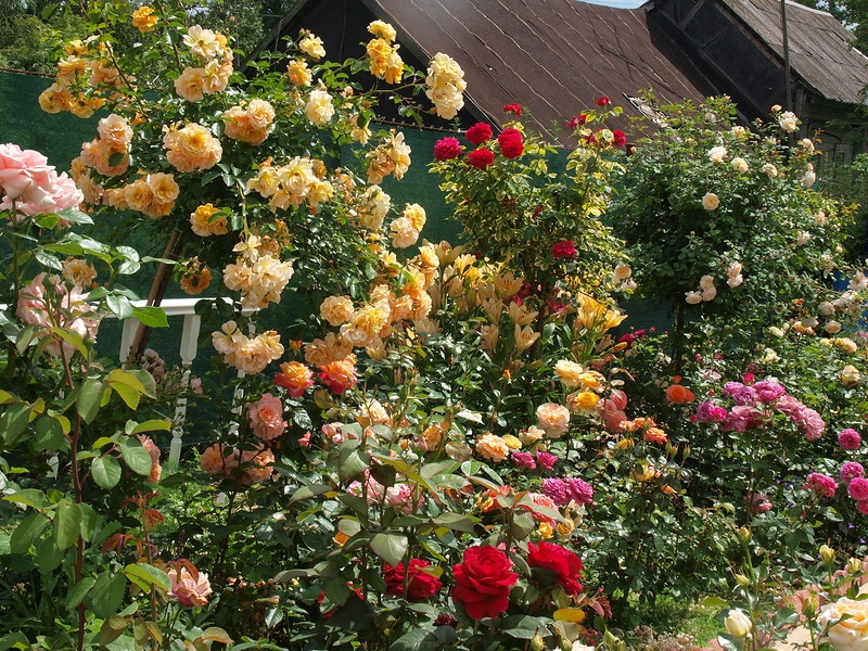 Photo d'un chapelet dans un jardin de pays