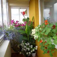 Fleurs d'intérieur sur le balcon d'un immeuble de cinq étages