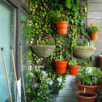 Escalade de plantes en pot sur un mur en bois