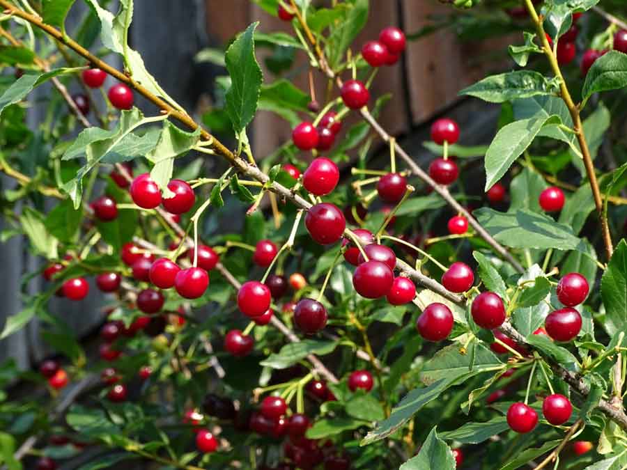 Baies mûres de cerisier de jardin