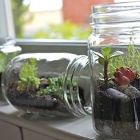 Florarium à faire soi-même dans un bocal en verre