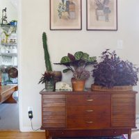 Plantes d'intérieur sur une vieille commode