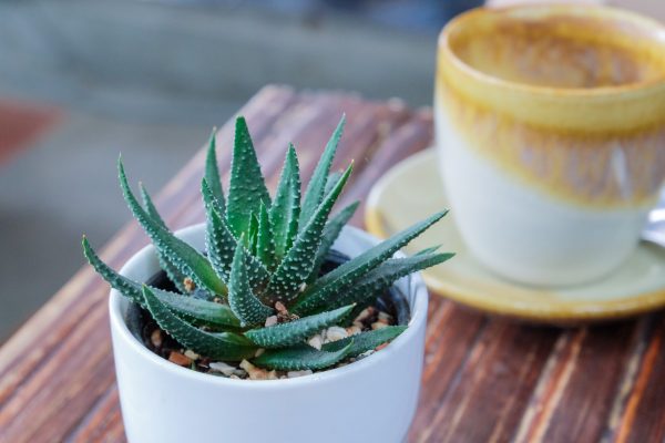 Aloe est une plante sans prétention, mais en même temps atmosphérique. Il ira à l'intérieur de n'importe quelle cuisine