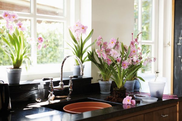 Les plantes d'intérieur vont décorer l'intérieur de n'importe quelle pièce. Très cool, ils cherchent à l'intérieur de la cuisine